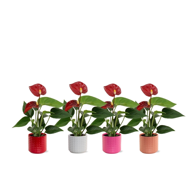 <h4>Anthurium Pearl Micra in Kaya 2 ceramics</h4>