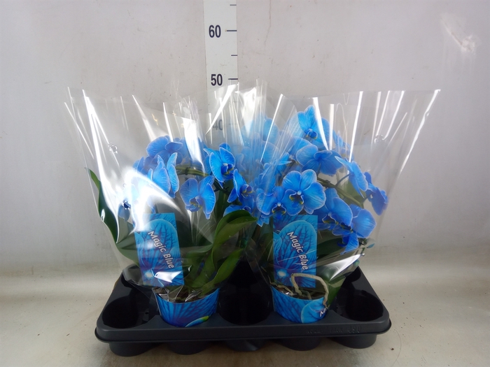 <h4>Phalaenopsis   ...</h4>