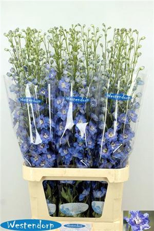 <h4>Delph Du Kissi Ocean Blue</h4>