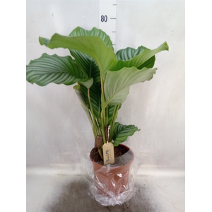 Calathea orbifolia