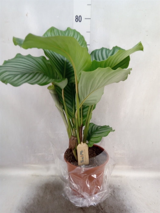 Calathea orbifolia