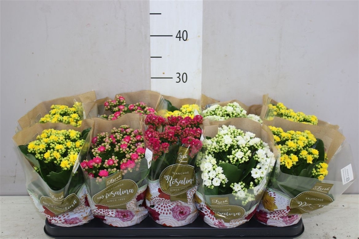 <h4>Kalanchoe Rosalina Mix Rijp</h4>
