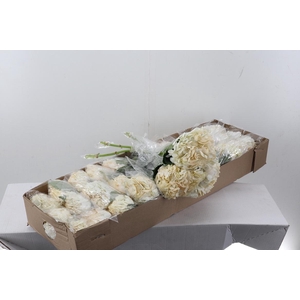 Hydr Chantilly Tinted Select Box