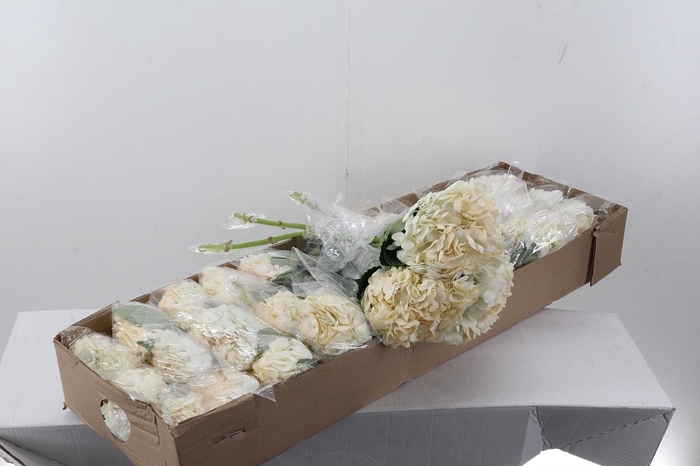 <h4>Hydr Chantilly Tinted Select Box</h4>