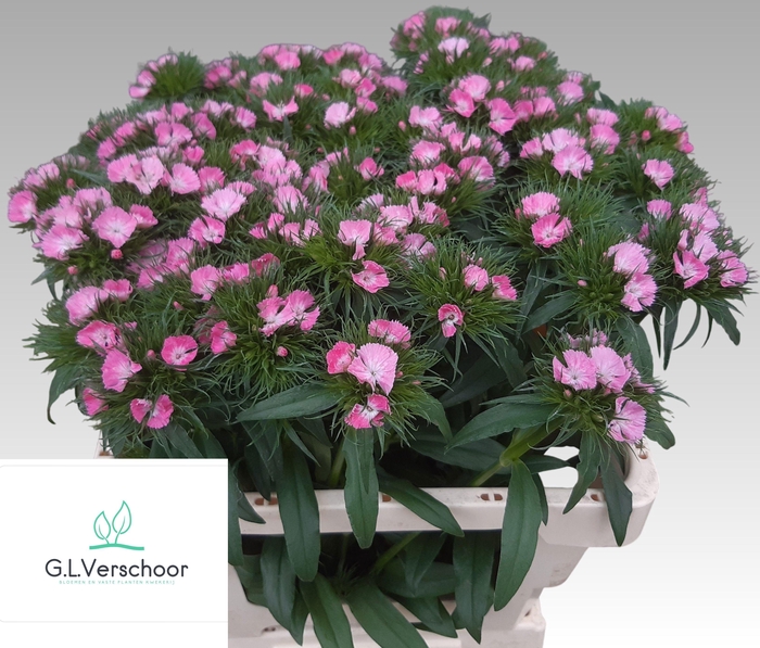 <h4>DI BARB S WILL PINK</h4>