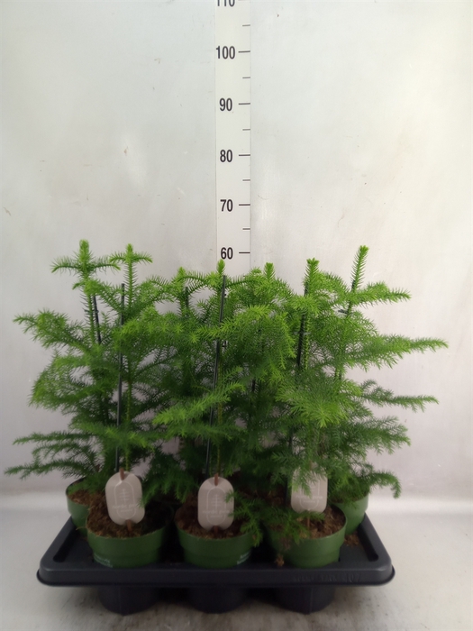 <h4>Araucaria heterophylla</h4>