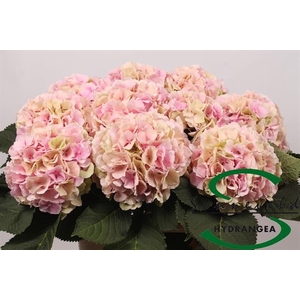 HYDR M CH VERENA CL