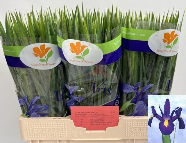 <h4>IRIS BLUE MAGIC</h4>
