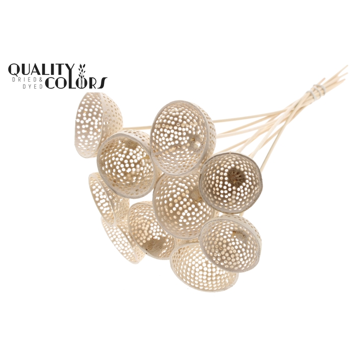 <h4>Bell Cup Jali on stem Bleached</h4>