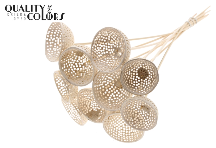 Bell Cup Jali on stem Bleached