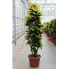 Codiaeum Mrs Iceton