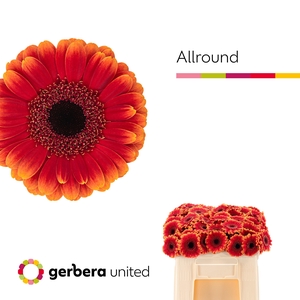 Germini Allround Water