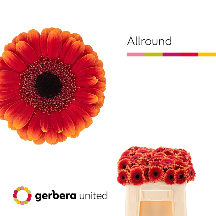 <h4>Germini Allround Water</h4>