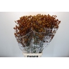 Anigozanthos Gold Fever