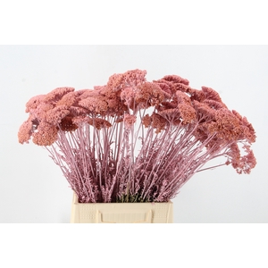 DF Achillea Paint Bs L.Pink