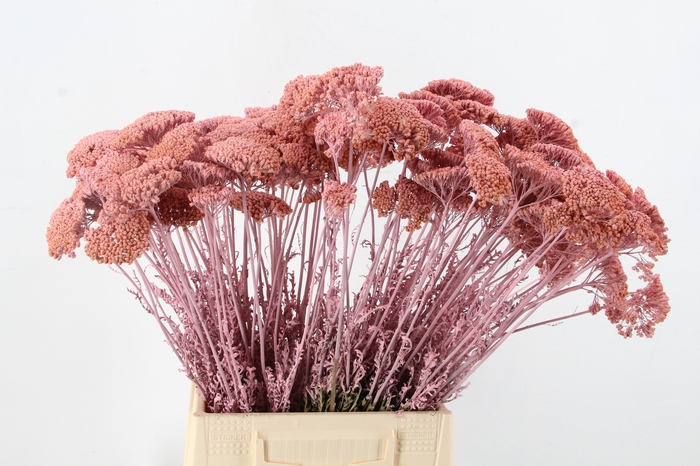 DF Achillea Paint Bs L.Pink