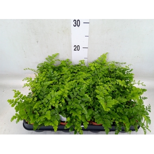 Asplenium  'Parvati'