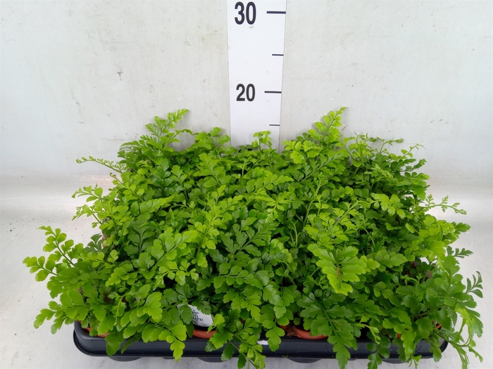 <h4>Asplenium  'Parvati'</h4>