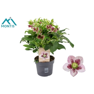 Helleborus