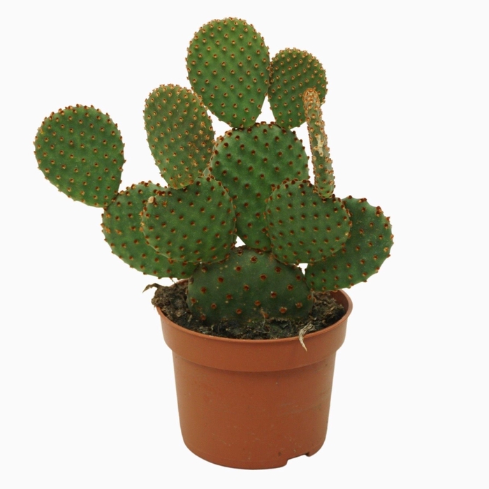 <h4>Opuntia microdasys rufida 10,5 cm</h4>