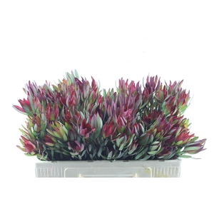 Leucad Sal Blush Single