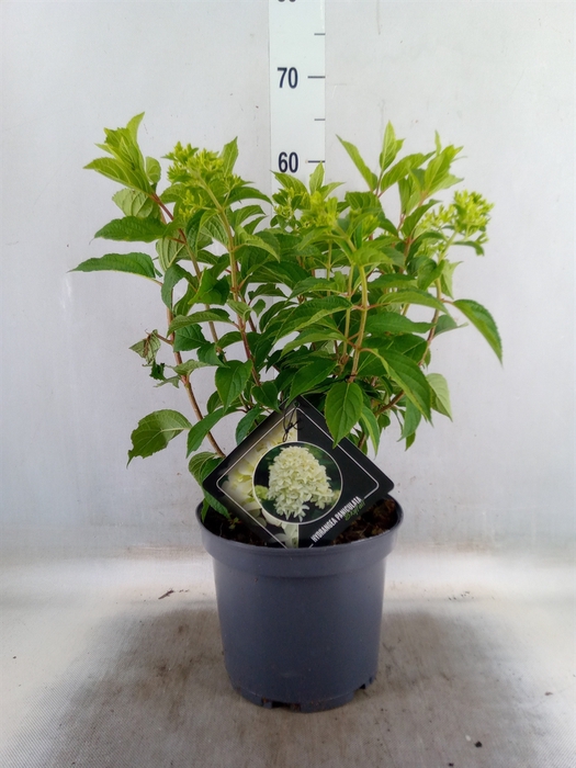 <h4>Hydrangea pan. 'Skyfall'</h4>