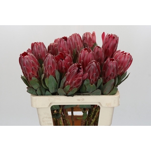 Protea Sharon