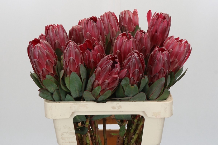 Protea Sharon