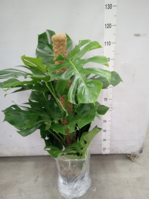 <h4>Monstera pertusum</h4>