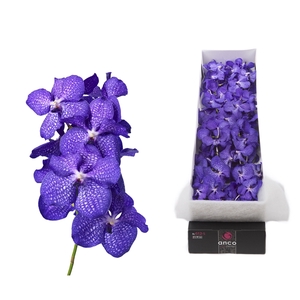 Vanda 8 tak blue magic