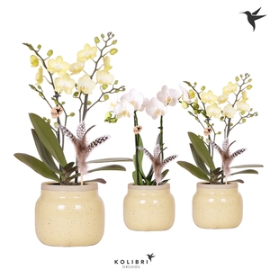 Kolibri Orchids Phalaenopsis mix 2 spike in Vintage Bowl khaki