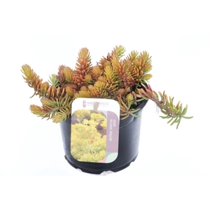 Sedum reflexum Angelina