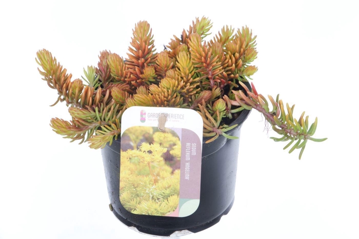<h4>Sedum reflexum Angelina</h4>