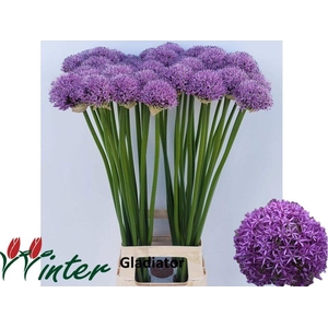 ALLIUM GLADIATOR