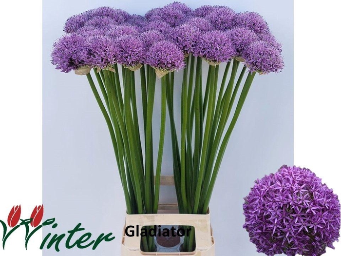 <h4>ALLIUM GLADIATOR</h4>