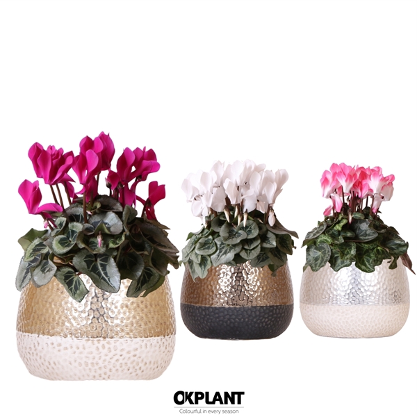 <h4>Cyclamen mix in Elite pot mix</h4>