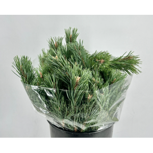 PINUS MUGO 500 GRAM
