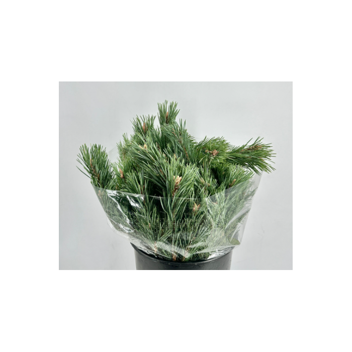 <h4>PINUS MUGO 500 GRAM</h4>