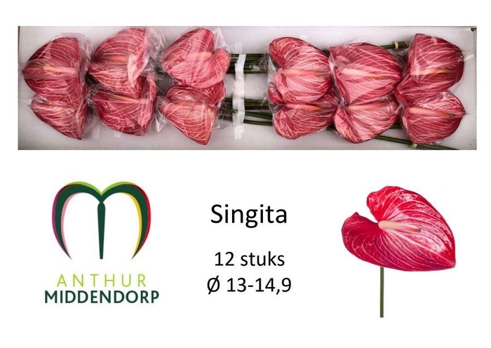 Anth A Singita