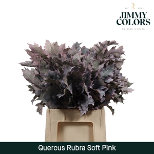 Quercus Rubra L60 Klbh. Licht roze