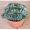 SEMPERVIVUM-HYBRID p12 bronze