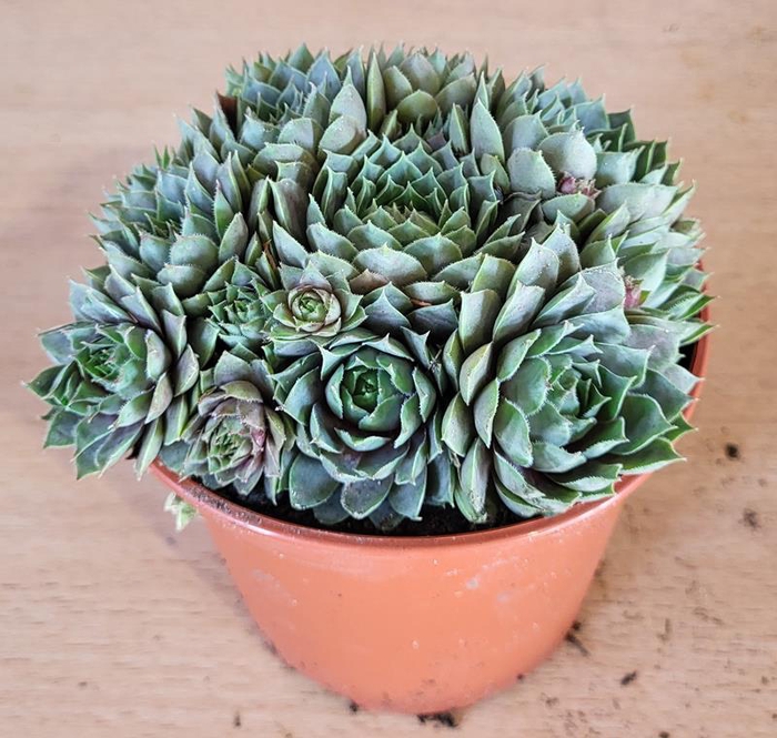 SEMPERVIVUM-HYBRID p12 bronze