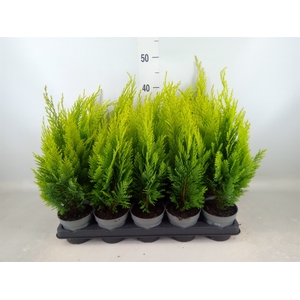 Chamaecyparis laws. 'Ellwoods Emp'