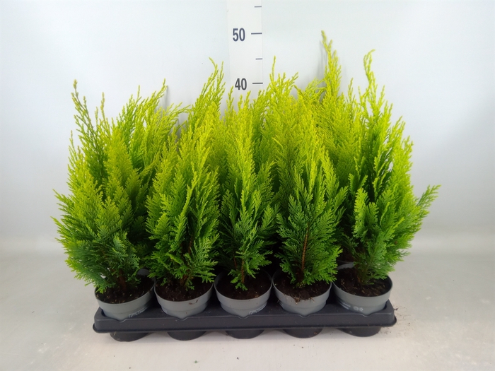 <h4>Chamaecyparis laws. 'Ellwoods Emp'</h4>