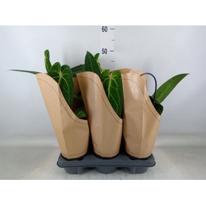 Anthurium   ...
