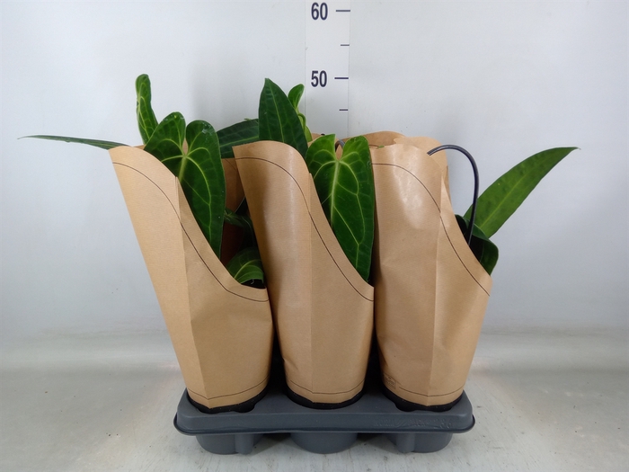 <h4>Anthurium   ...</h4>