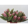 Protea Pink Lady
