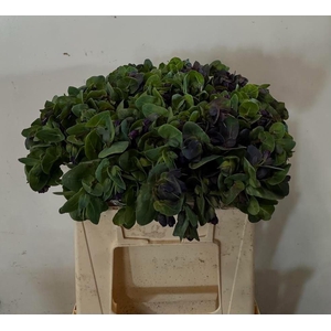 CERINTHE PRIDE OF GIBRALTAR CERINTH