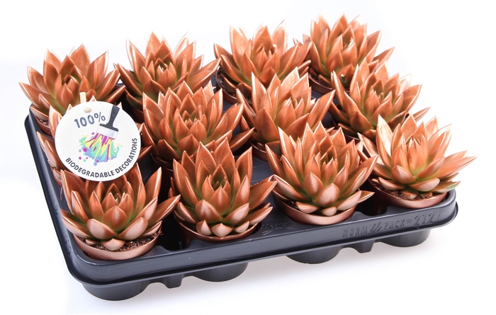 <h4>Echeveria  'Miranda'</h4>