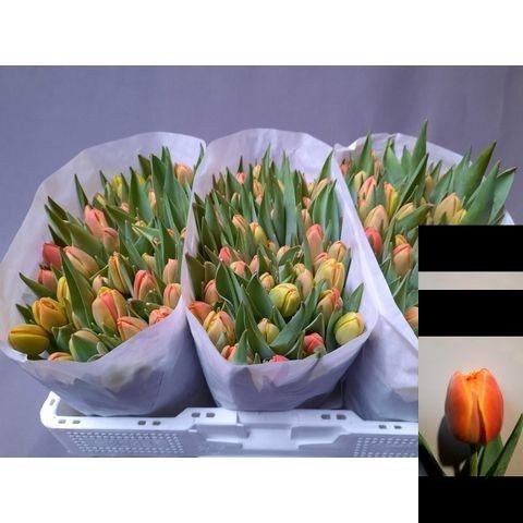 <h4>TU DU ICOON</h4>